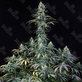 Early Amnesia CBD feminised Dinafem Seeds