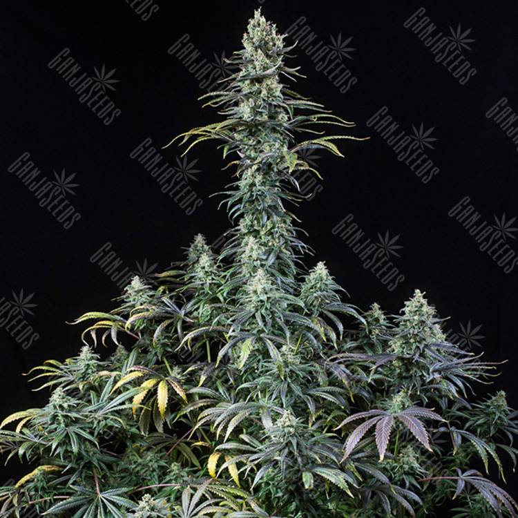 семена конопли Early Amnesia CBD feminised Dinafem Seeds