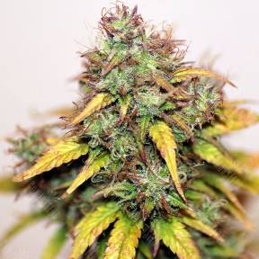 Auto Kush feminised Ganja Seeds