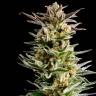 семена конопли скороспелый купить Big Band feminised Kannabia Seeds