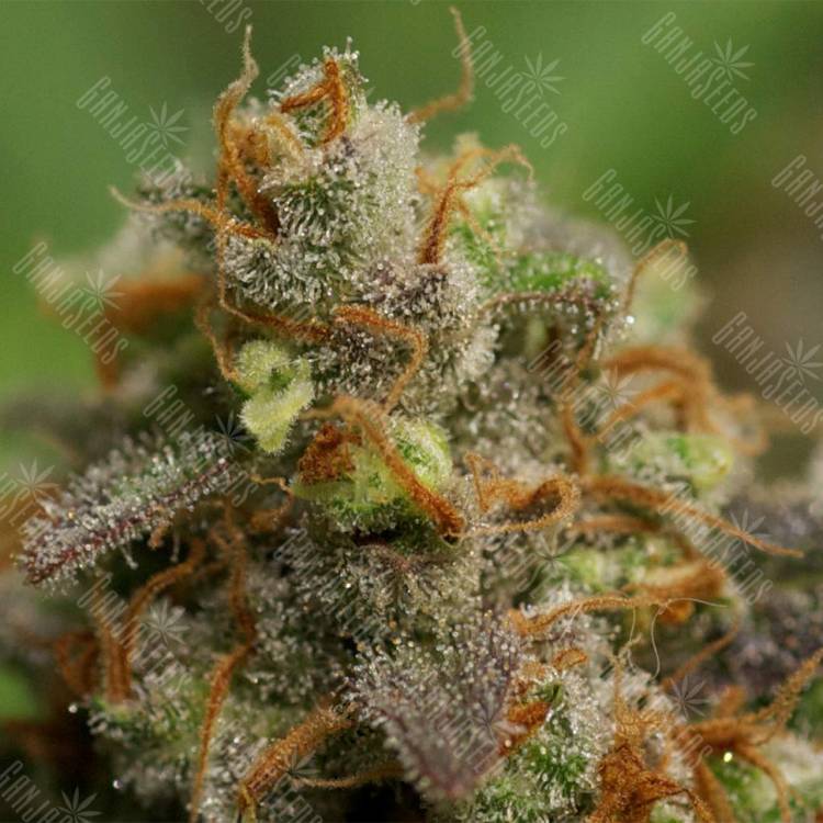 семена конопли марихуаны Swiss Cheese feminised Nirvana Seeds