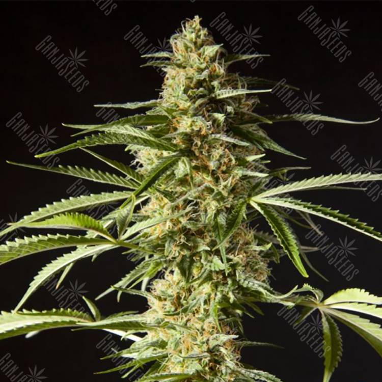 купить семена конопли Philo Skunk (Gokunk) feminised Philosopher Seeds