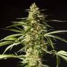 купить семена конопли Philo Skunk (Gokunk) feminised Philosopher Seeds