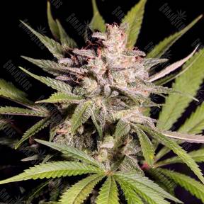 Silver Bubble feminised Reserva Privada