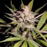 семена конопли в России Silver Bubble feminised Reserva Privada