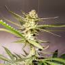 семена конопли Москва Silver Bubble feminised Reserva Privada