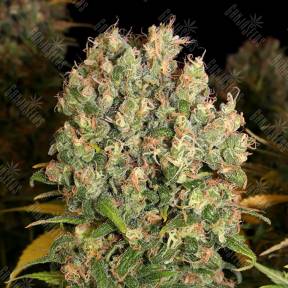 CBD-enriched Warlock feminised Serious Seeds