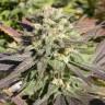 семена конопли Россия CBD-enriched Warlock feminised Serious Seeds