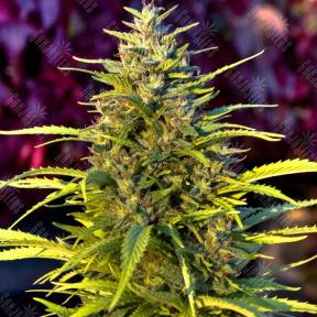 Orange Bud feminised Ganja Seeds