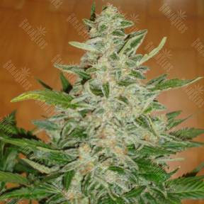 Auto Moby Dick feminised Ganja Seeds