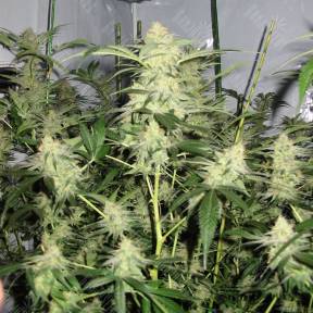 White Satin regular Mandala Seeds