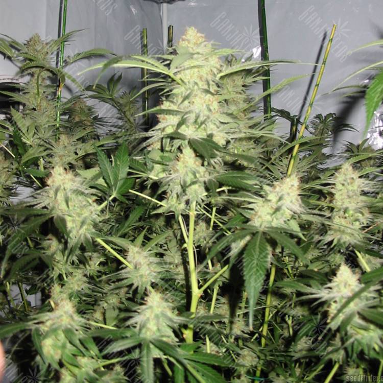 семена конопли дешево White Satin regular Mandala Seeds