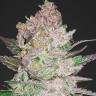 Auto Cookies feminised Ganja Seeds