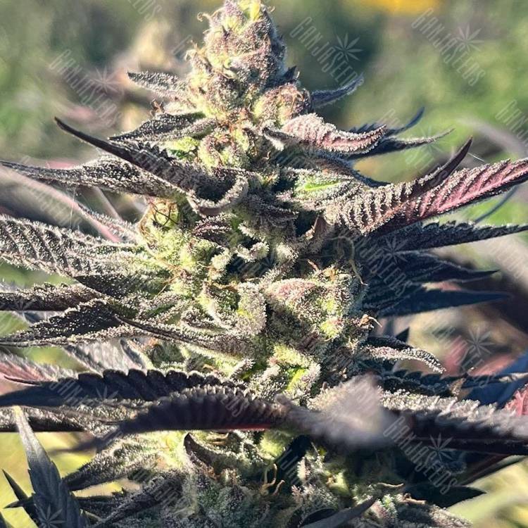 семена конопли сбд Mango Haze CBD feminised