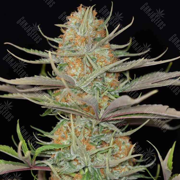 Sweet Deep Grapefruit feminised Dinafem Seeds