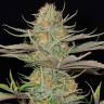 Sweet Deep Grapefruit feminised Dinafem Seeds