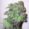 Sweet Deep Grapefruit feminised Dinafem Seeds