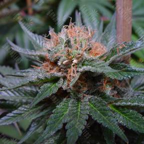 Auto Talkan feminised Bang Seeds