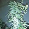 семена индийской конопли Russian Snow regular Ganja Seeds