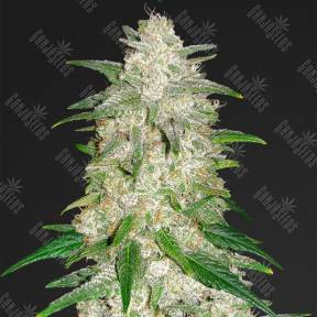 Auto Glue Gelato feminised Barneys Farm