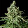 семена конопли Moby Dick CBD feminised Dinafem Seeds