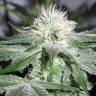 семена сортовой конопли ICE feminised Female Seeds