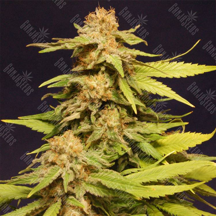 семена индийской конопли Big Bull feminised Kannabia Seeds