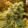 семена конопли в интернете Sativas Sour Diesel feminised Nirvana Seeds семена конопли в интернете Sativas Sour Diesel feminised Nirvana Seeds