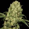 хорошие семена конопли AK-47 regular Serious Seeds хорошие семена конопли AK-47 regular Serious Seeds