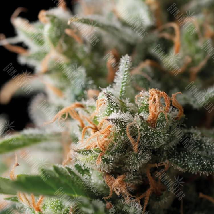 урожайные семена конопли Jack Herer feminised Trikoma Seeds