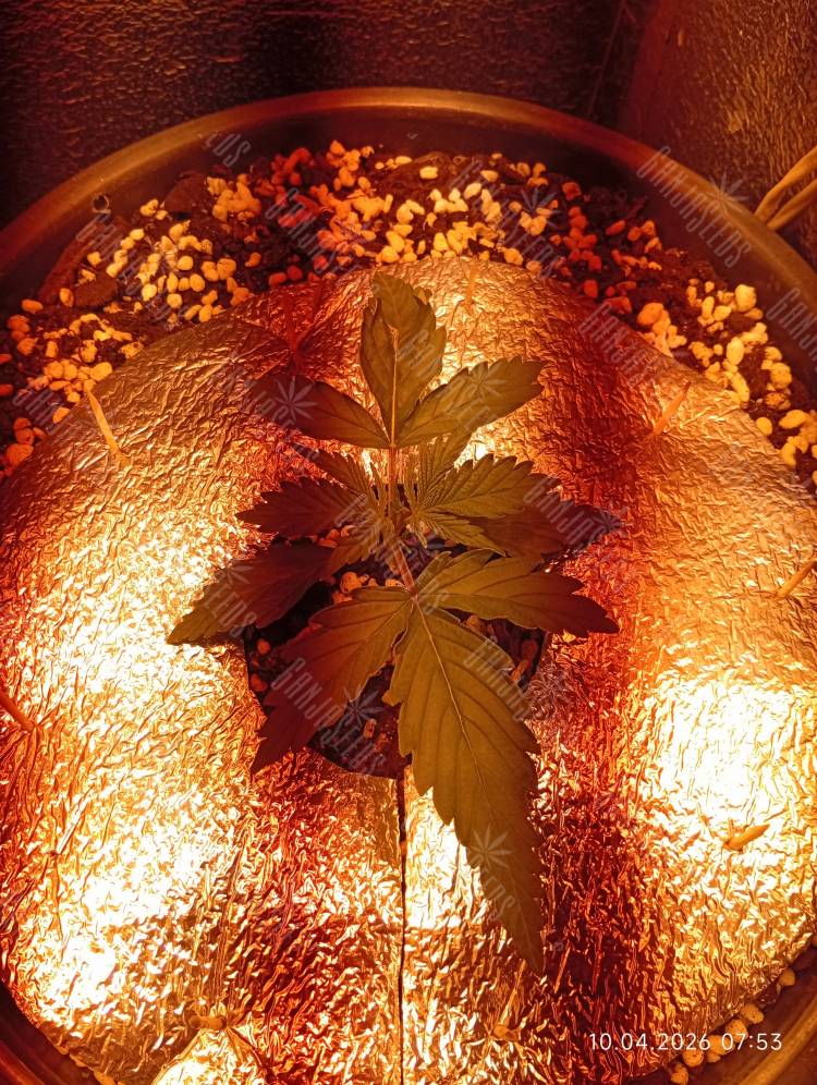 Есть конечно занятость одного из трёхпалых листьев, но это генетическая фишка сложной генетики сорта.