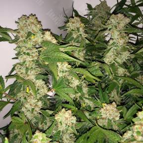 Lemon Skunk feminised Ganja Seeds