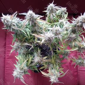 Auto Blueberry Bliss feminised Ganja Seeds