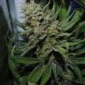 Auto Silver Bullet feminised Ganja Seeds