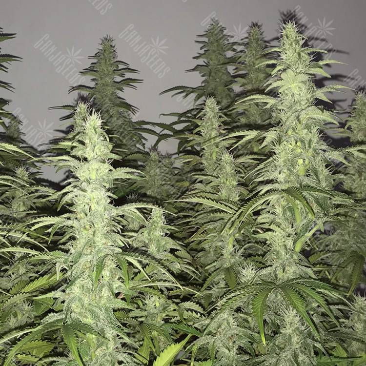 White Siberian feminised Dinafem Seeds