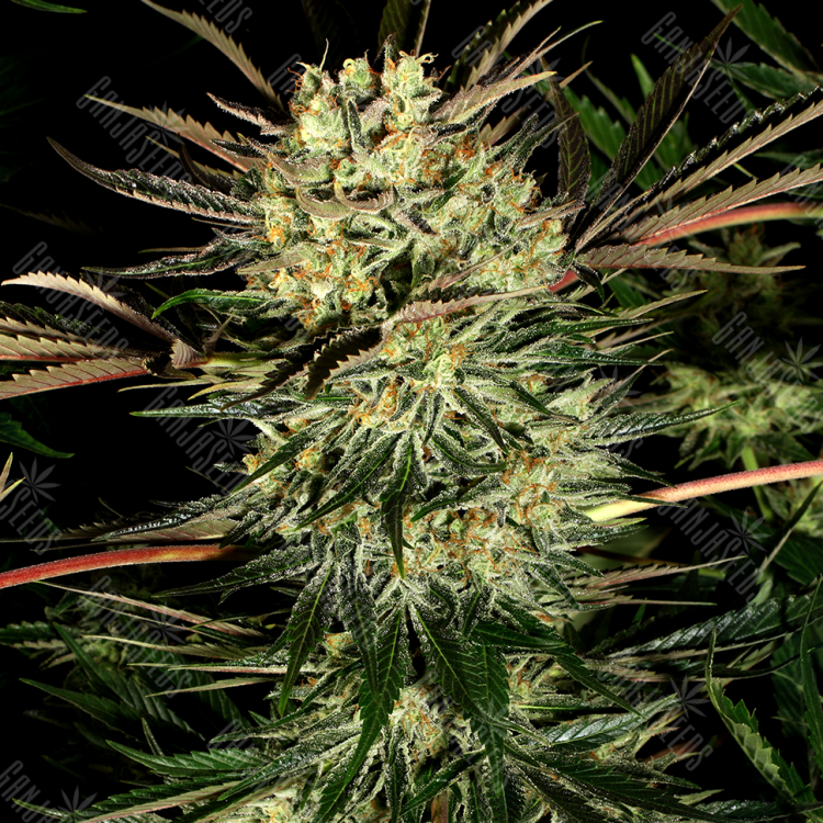 Power Plant regular Ganja Seeds