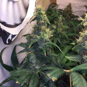 Satori x Lowryder (Salow) regular Ganja Seeds