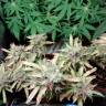 семена конопли f1 в оригинальной упаковке Auto Malana Bomb feminised Barneys Farm