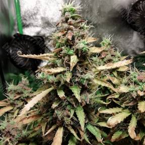 Auto Malana Bomb feminised Barneys Farm