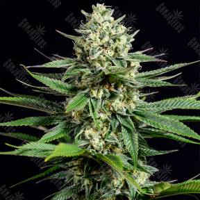 OG Kush CBD feminised Dinafem Seeds