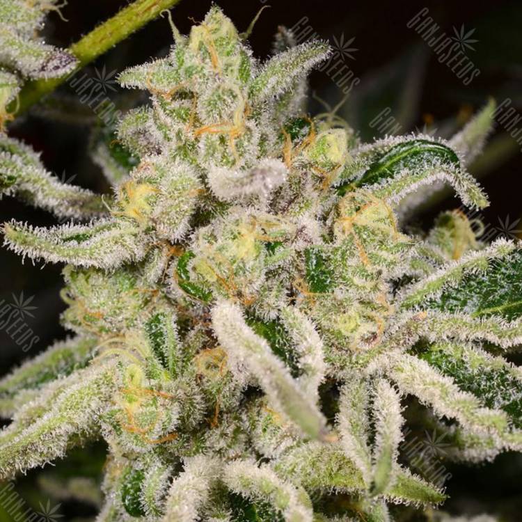 семена конопли f1 в оригинальной упаковке Citrus feminised Kannabia Seeds