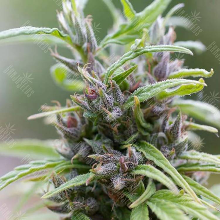 семена конопли дешево Urban Poison feminised Nirvana Seeds семена конопли дешево Urban Poison feminised Nirvana Seeds