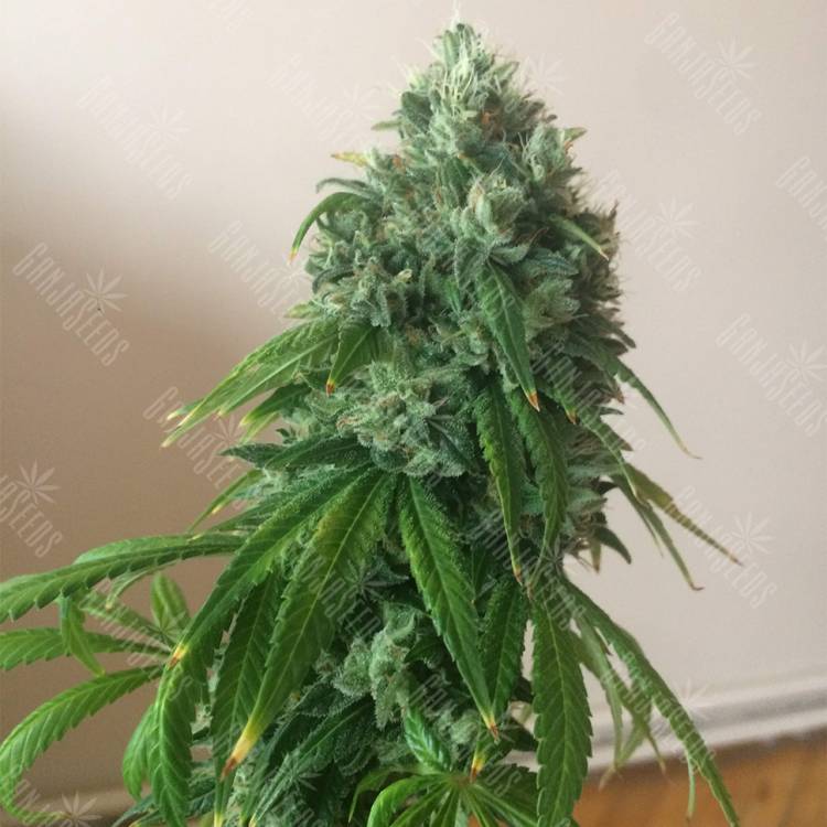 семена конопли марихуаны Sour Diesel feminised Reserva Privada