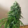 семена конопли марихуаны Sour Diesel feminised Reserva Privada