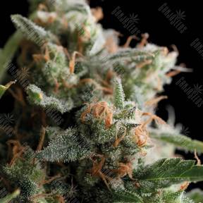 La Novia de Satanas (Satan`s Bride) feminised Trikoma Seeds