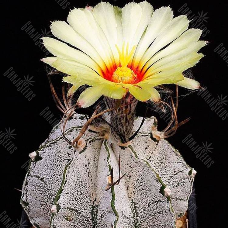 Семена кактуса Astrophytum capricorne v. major Семена кактуса Astrophytum capricorne v. major