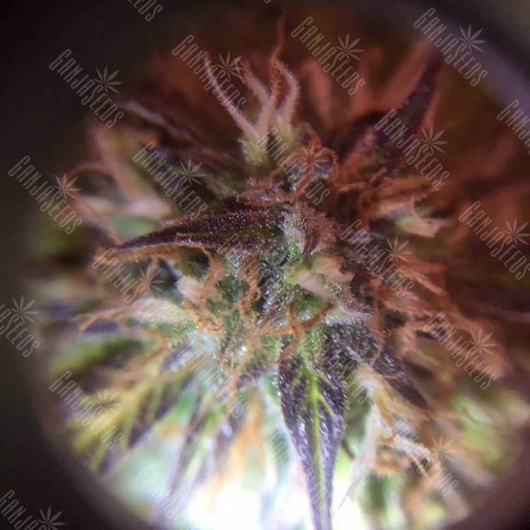 семена конопли марихуаны Auto Amnesia Haze feminised GanjaLiveSeeds