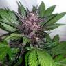 Auto Purple Punch feminised Ganja Seeds