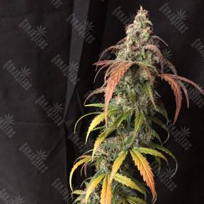 Auto Black Jack regular Ganja Seeds