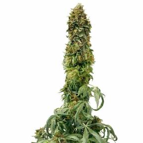 Sweet Tooth feminised Ganja Seeds